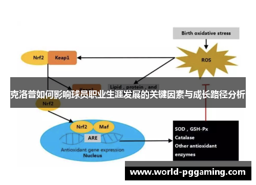 克洛普如何影响球员职业生涯发展的关键因素与成长路径分析